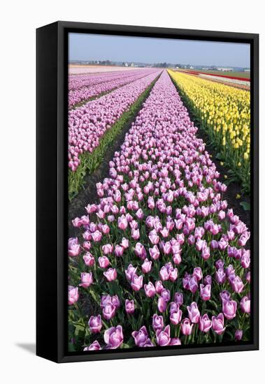 Dutch Tulip Fields in Springtime-picturepartners-Framed Stretched Canvas