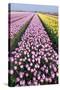 Dutch Tulip Fields in Springtime-picturepartners-Stretched Canvas