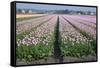 Dutch Tulip Fields in Springtime-picturepartners-Framed Stretched Canvas