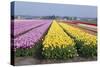 Dutch Tulip Fields in Springtime-picturepartners-Stretched Canvas