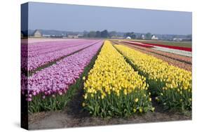 Dutch Tulip Fields in Springtime-picturepartners-Stretched Canvas