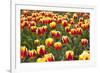 Dutch Tulip Fields in Springtime-picturepartners-Framed Photographic Print