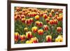 Dutch Tulip Fields in Springtime-picturepartners-Framed Photographic Print