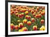 Dutch Tulip Fields in Springtime-picturepartners-Framed Photographic Print