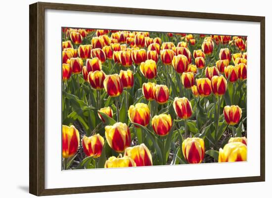 Dutch Tulip Fields in Springtime-picturepartners-Framed Photographic Print