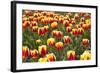 Dutch Tulip Fields in Springtime-picturepartners-Framed Photographic Print