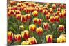 Dutch Tulip Fields in Springtime-picturepartners-Mounted Photographic Print