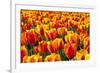 Dutch Tulip Fields in Springtime-picturepartners-Framed Photographic Print