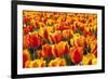 Dutch Tulip Fields in Springtime-picturepartners-Framed Photographic Print