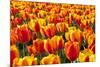 Dutch Tulip Fields in Springtime-picturepartners-Mounted Photographic Print