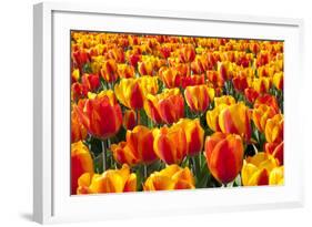 Dutch Tulip Fields in Springtime-picturepartners-Framed Photographic Print