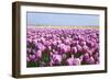 Dutch Tulip Fields in Springtime-picturepartners-Framed Photographic Print