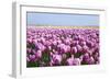 Dutch Tulip Fields in Springtime-picturepartners-Framed Photographic Print