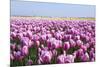 Dutch Tulip Fields in Springtime-picturepartners-Mounted Photographic Print