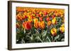 Dutch Tulip Fields in Springtime-picturepartners-Framed Photographic Print