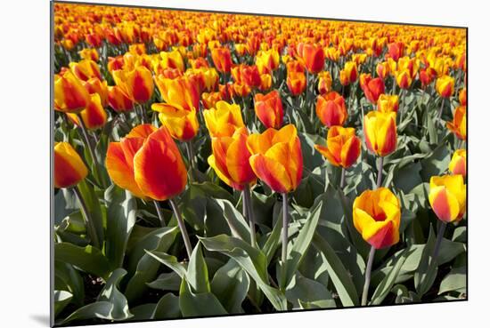 Dutch Tulip Fields in Springtime-picturepartners-Mounted Photographic Print