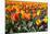 Dutch Tulip Fields in Springtime-picturepartners-Mounted Photographic Print