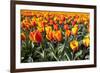 Dutch Tulip Fields in Springtime-picturepartners-Framed Photographic Print