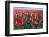 Dutch Tulip Fields in Springtime-picturepartners-Framed Photographic Print