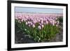 Dutch Tulip Fields in Springtime-picturepartners-Framed Photographic Print