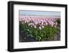 Dutch Tulip Fields in Springtime-picturepartners-Framed Photographic Print