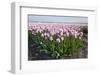 Dutch Tulip Fields in Springtime-picturepartners-Framed Photographic Print