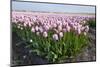 Dutch Tulip Fields in Springtime-picturepartners-Mounted Photographic Print