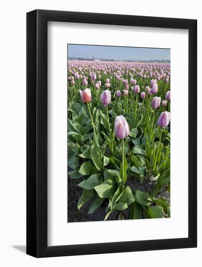 Dutch Tulip Fields in Springtime-picturepartners-Framed Photographic Print