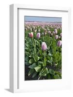 Dutch Tulip Fields in Springtime-picturepartners-Framed Photographic Print