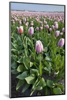 Dutch Tulip Fields in Springtime-picturepartners-Mounted Photographic Print