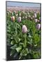 Dutch Tulip Fields in Springtime-picturepartners-Mounted Photographic Print