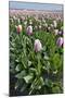 Dutch Tulip Fields in Springtime-picturepartners-Mounted Photographic Print