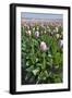 Dutch Tulip Fields in Springtime-picturepartners-Framed Photographic Print