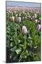 Dutch Tulip Fields in Springtime-picturepartners-Mounted Photographic Print