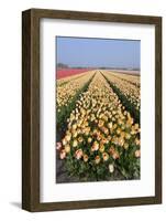 Dutch Tulip Fields in Springtime-picturepartners-Framed Photographic Print