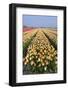 Dutch Tulip Fields in Springtime-picturepartners-Framed Photographic Print