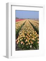 Dutch Tulip Fields in Springtime-picturepartners-Framed Photographic Print