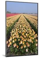 Dutch Tulip Fields in Springtime-picturepartners-Mounted Photographic Print