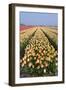 Dutch Tulip Fields in Springtime-picturepartners-Framed Photographic Print