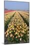 Dutch Tulip Fields in Springtime-picturepartners-Mounted Photographic Print