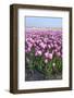 Dutch Tulip Fields in Springtime-picturepartners-Framed Photographic Print