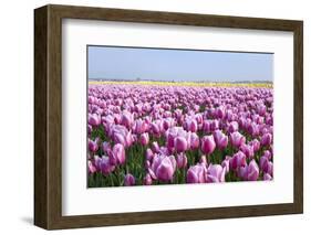 Dutch Tulip Fields in Springtime-picturepartners-Framed Photographic Print