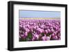 Dutch Tulip Fields in Springtime-picturepartners-Framed Photographic Print