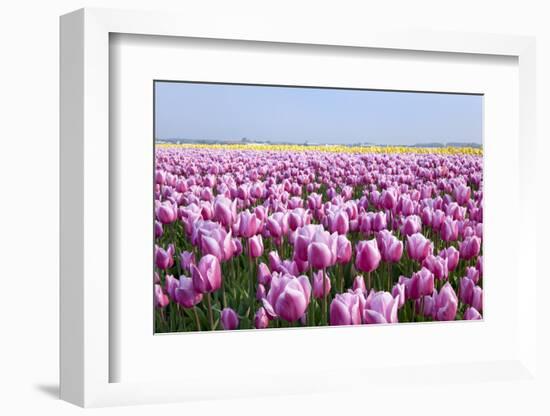 Dutch Tulip Fields in Springtime-picturepartners-Framed Photographic Print