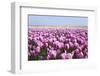 Dutch Tulip Fields in Springtime-picturepartners-Framed Photographic Print