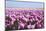 Dutch Tulip Fields in Springtime-picturepartners-Mounted Photographic Print