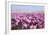 Dutch Tulip Fields in Springtime-picturepartners-Framed Photographic Print