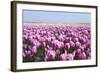 Dutch Tulip Fields in Springtime-picturepartners-Framed Photographic Print