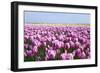 Dutch Tulip Fields in Springtime-picturepartners-Framed Photographic Print