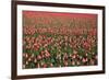 Dutch Tulip Fields in Springtime-picturepartners-Framed Photographic Print